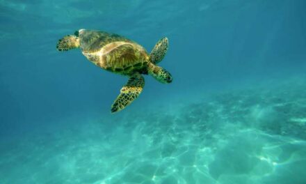 El sorprendente termómetro natural que decide el sexo de cocodrilos y tortugas