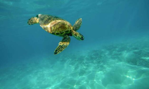El sorprendente termómetro natural que decide el sexo de cocodrilos y tortugas