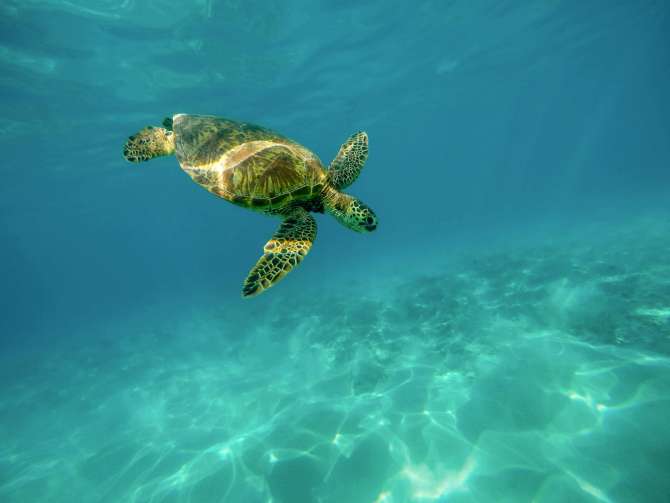 El sorprendente termómetro natural que decide el sexo de cocodrilos y tortugas