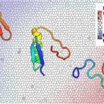 Logran cartografiar simultáneamente los cambios de miles de proteínas