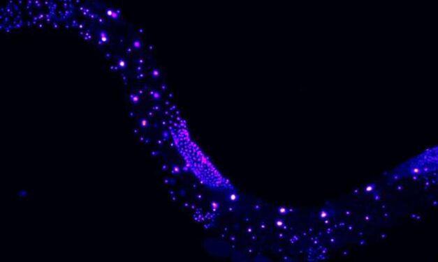 El modo en que los gusanos C. elegans perciben el mundo no es como se creía