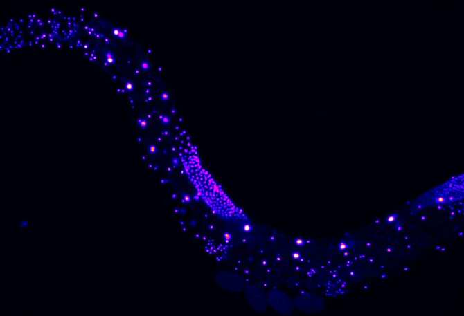 El modo en que los gusanos C. elegans perciben el mundo no es como se creía