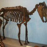 Cómo el Gran Intercambio Biótico Americano remodeló la fauna de América del Sur