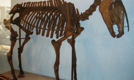 Cómo el Gran Intercambio Biótico Americano remodeló la fauna de América del Sur