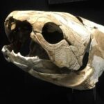 Mandíbulas pioneras en el reino animal