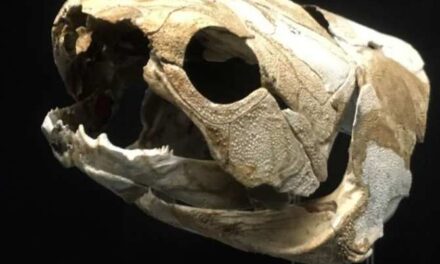 Mandíbulas pioneras en el reino animal