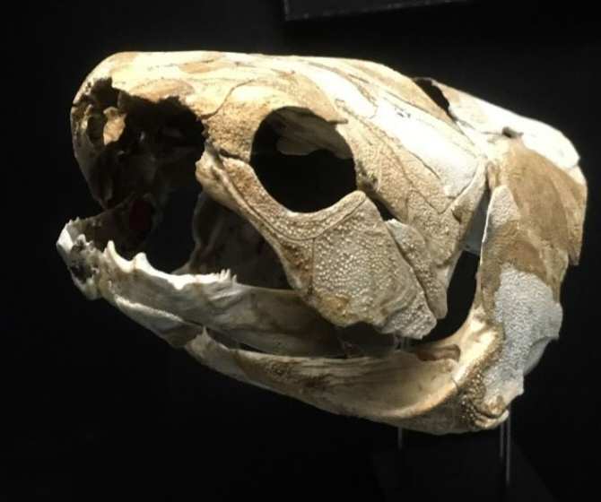 Mandíbulas pioneras en el reino animal