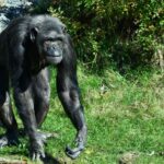 ¿Existe la maldad en el reino animal?