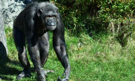 ¿Existe la maldad en el reino animal?
