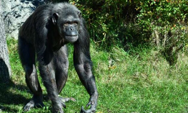 ¿Existe la maldad en el reino animal?