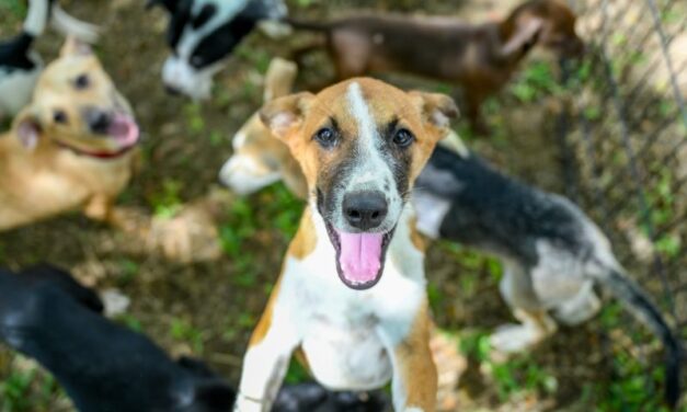 Alcaldía de Santiago celebra octava feria de adopción de perros rescatados