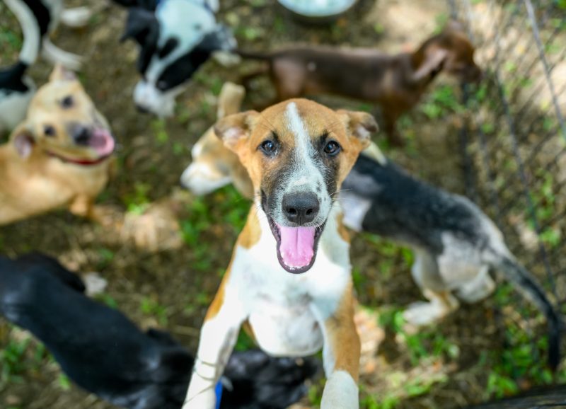 Alcaldía de Santiago celebra octava feria de adopción de perros rescatados