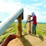 Economista sugiere transparentar importaciones de arroz y elevar la productividad