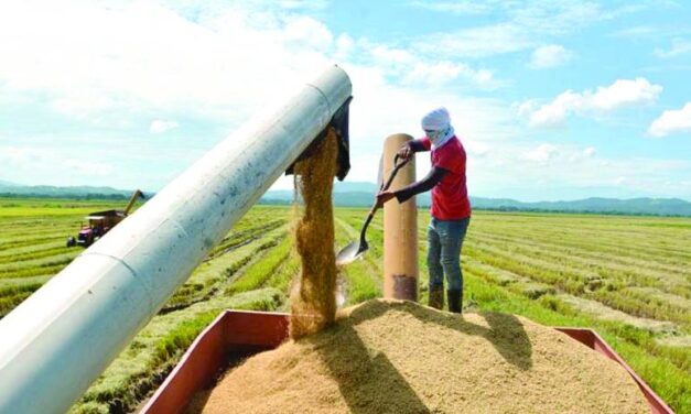 Economista sugiere transparentar importaciones de arroz y elevar la productividad