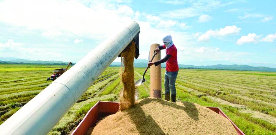 Economista sugiere transparentar importaciones de arroz y elevar la productividad