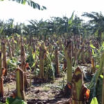 Tornado y lluvias causan daños cultivos en Valverde