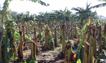 Tornado y lluvias causan daños cultivos en Valverde